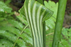 Arisaema stewardsonii