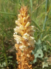 Orobanche amethystea amethystea