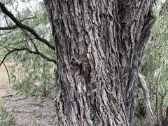 Acacia cambagei