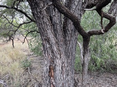 Acacia cambagei