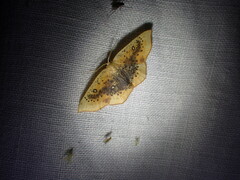 Cyclophora lennigiaria