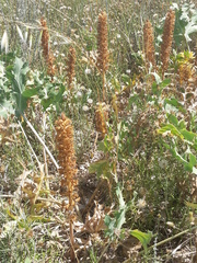 Orobanche amethystea amethystea