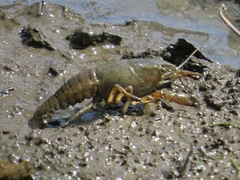 Procambarus acutus