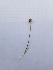 Carex douglasii