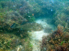 Epinephelus morio
