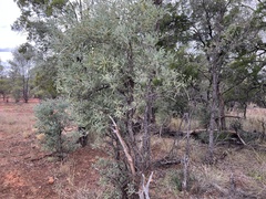 Acacia cambagei