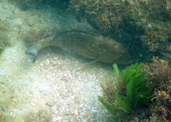 Epinephelus morio
