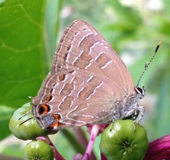 Satyrium liparops