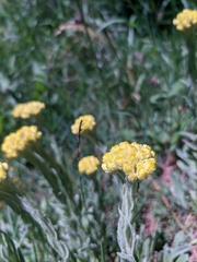 Helichrysum graveolens