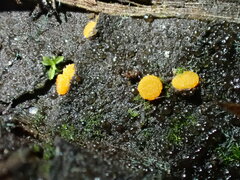 Ramsbottomia crechqueraultii