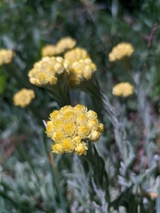Helichrysum graveolens