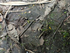 Ramsbottomia crechqueraultii