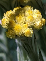 Helichrysum graveolens