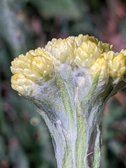 Helichrysum graveolens