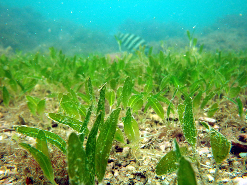 Halophila decipiens iNat (1)