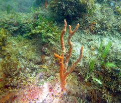 Axinella polycapella