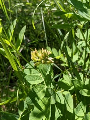 Astragalus glycyphylloides