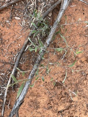 Acacia cambagei