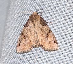 Stibaera dentilineata