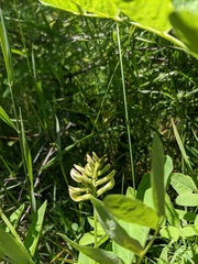 Astragalus glycyphylloides
