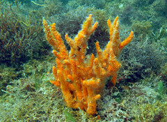 Umimayanthus parasiticus