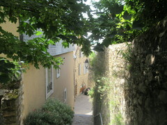 Acer pseudoplatanus