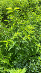 Ambrosia ambrosioides