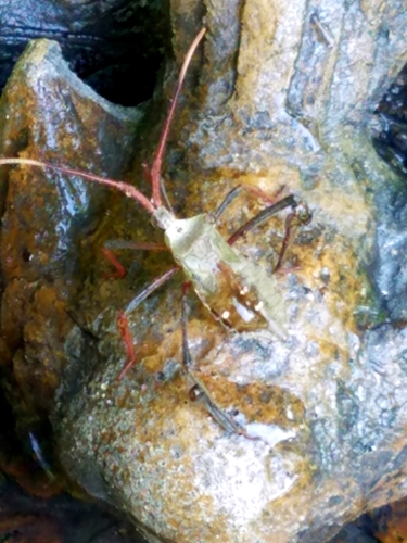 Giant leaf-footed bug photo 5