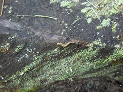 Nepytia pellucidaria