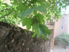 Acer pseudoplatanus