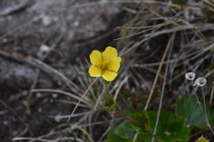 Geum calthifolium