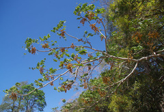 Dysoxylum gaudichaudianum