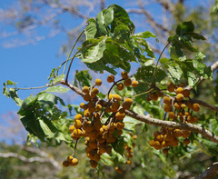 Dysoxylum gaudichaudianum