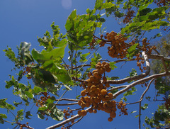 Dysoxylum gaudichaudianum