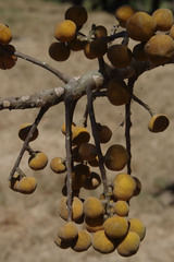 Dysoxylum gaudichaudianum