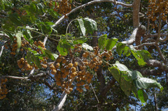 Dysoxylum gaudichaudianum