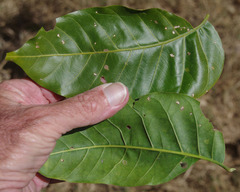 Dysoxylum gaudichaudianum