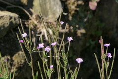 Epilobium obscurum
