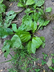 Plantago rugelii