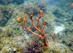 Axinella polycapella