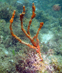 Axinella polycapella