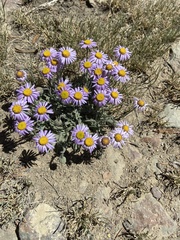 Erigeron clokeyi