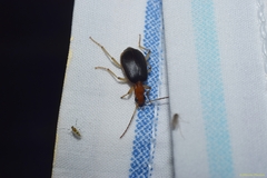 Brachinus adustipennis