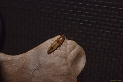 Conoderus vespertinus