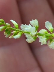 Melilotus albus