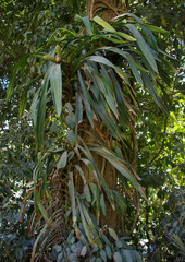Freycinetia marginata