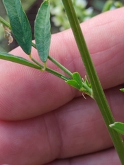 Melilotus albus