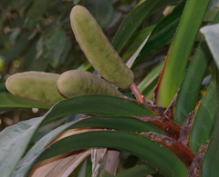 Freycinetia marginata