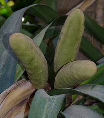 Freycinetia marginata