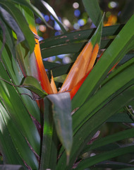 Freycinetia marginata